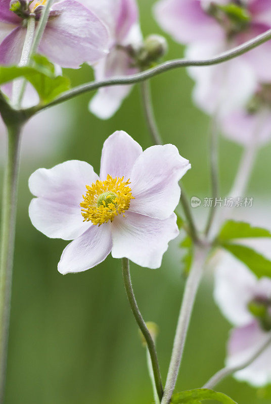 秋日本海葵(Anemone hupehensis) - III